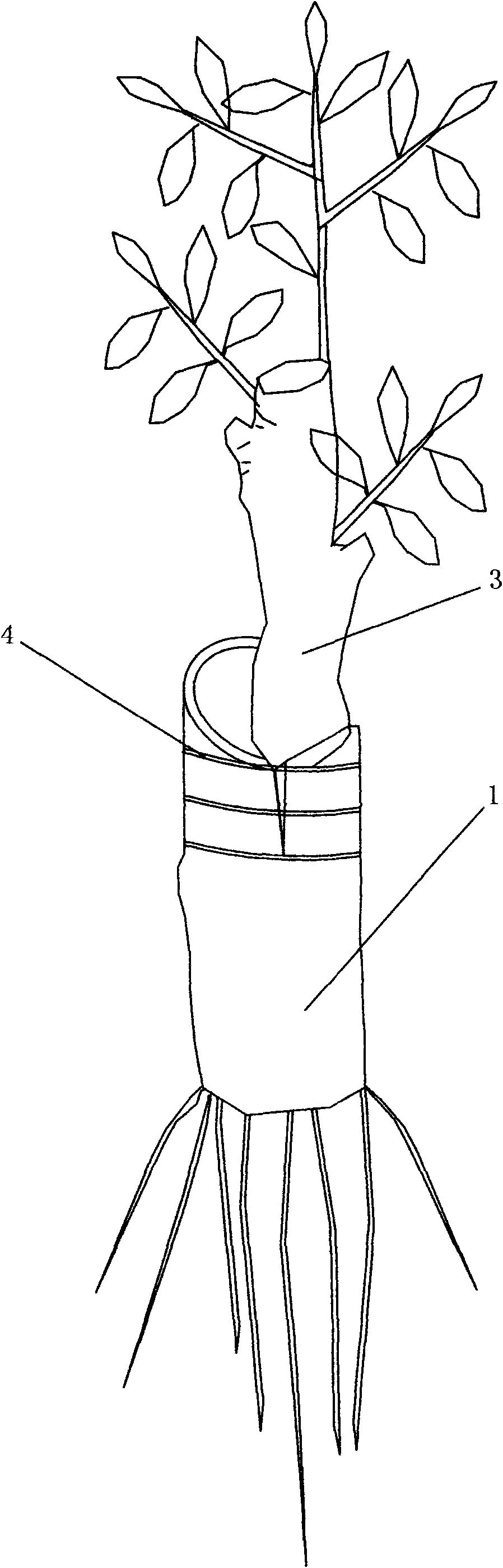 Rapid propagation method of unifying graft and cuttage of camellia