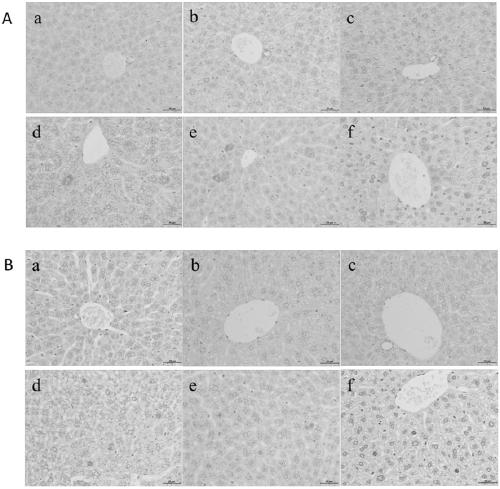 Method for constructing experimental animal model carrying hepatitis B virus for a long time