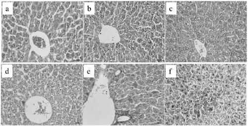 Method for constructing experimental animal model carrying hepatitis B virus for a long time