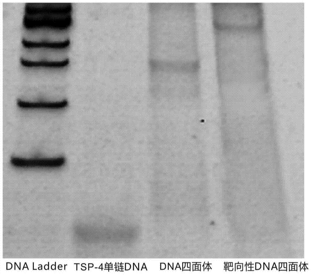 A method for preparing DNA-targeted nano drug-loaded molecules for brain tumors