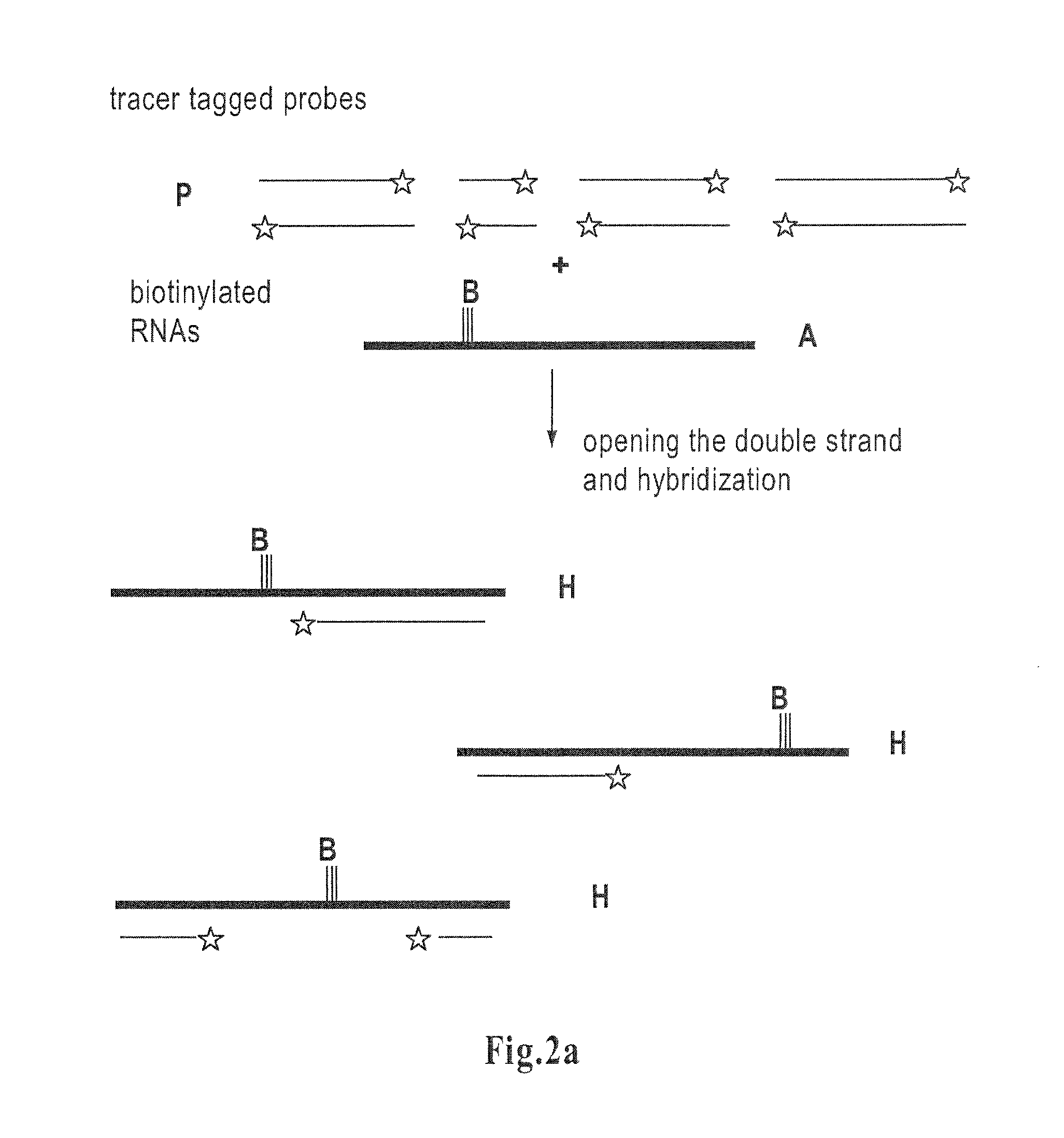 Method for determining amounts of polynucleotide sequences present in cell or tissue samples