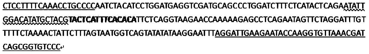 A method for detecting recessive lethal mutation of bovine smc2 gene