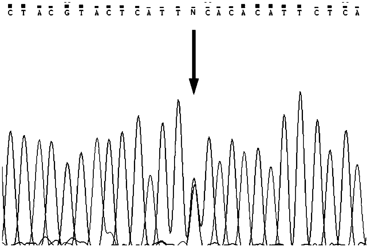 A method for detecting recessive lethal mutation of bovine smc2 gene