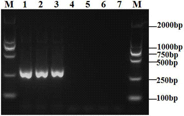 Primers for detecting phytophthora cinnamomi and nested PCR detection method