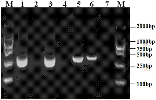 Primers for detecting phytophthora cinnamomi and nested PCR detection method