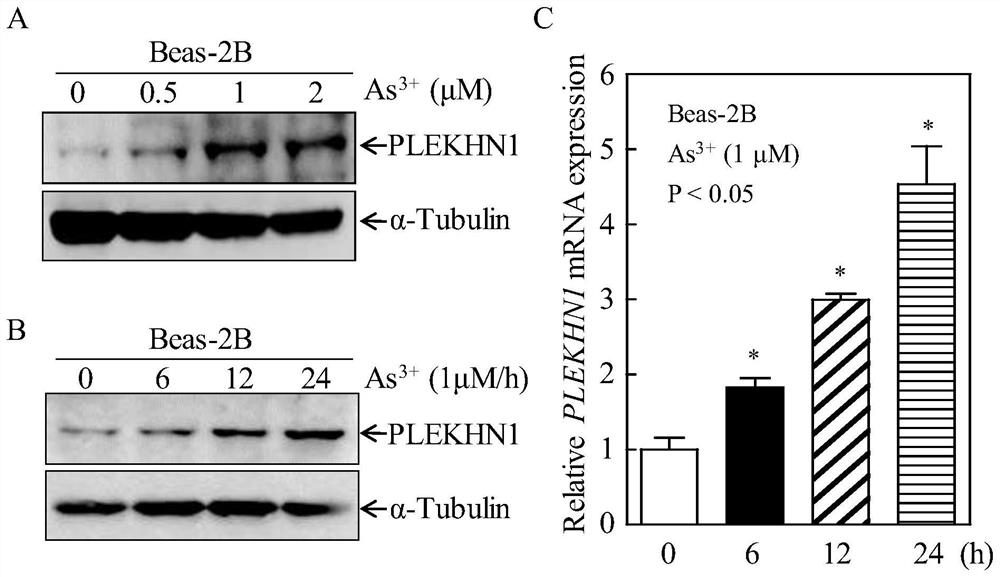 PLEKHN1 as a target for lung cancer prevention and application thereof