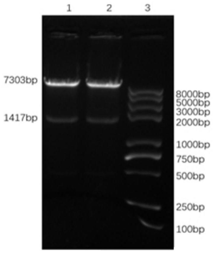 Chimeric antigen receptor targeting BCMA and application thereof