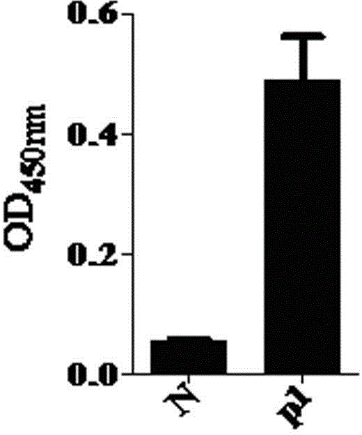 PD-L1 affinity peptide with anti-tumour activity and application for same