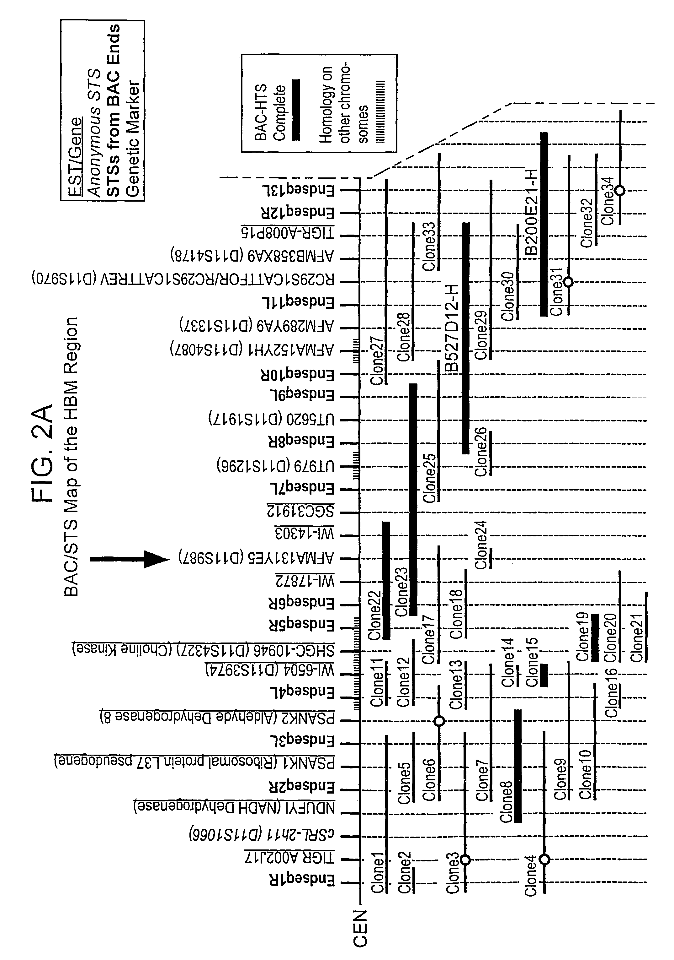 HBM variants that modulate bone mass and lipid levels