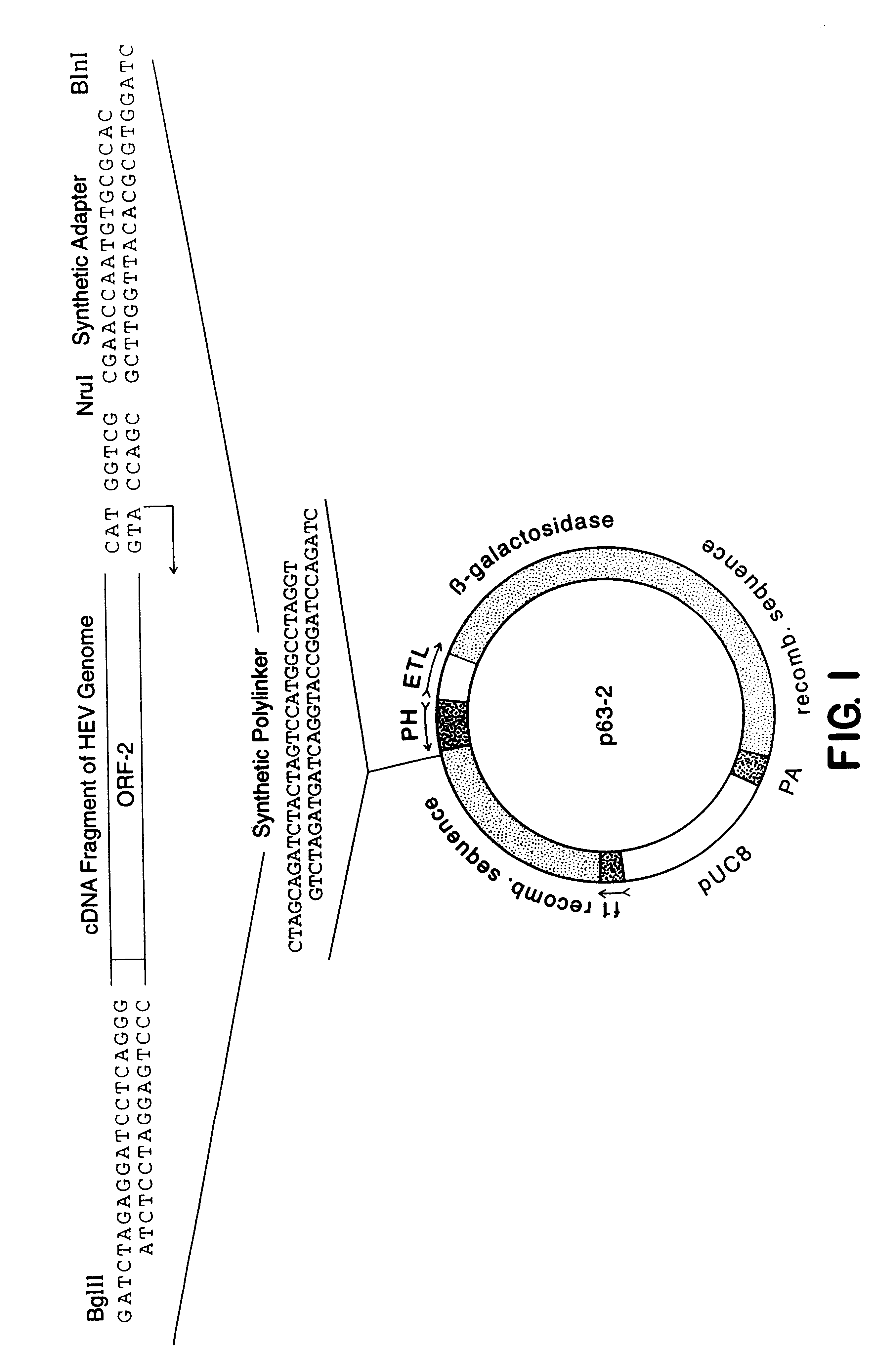 Recombinant proteins of a Pakistani strain of hepatitis E and their use in diagnostic methods and vaccines