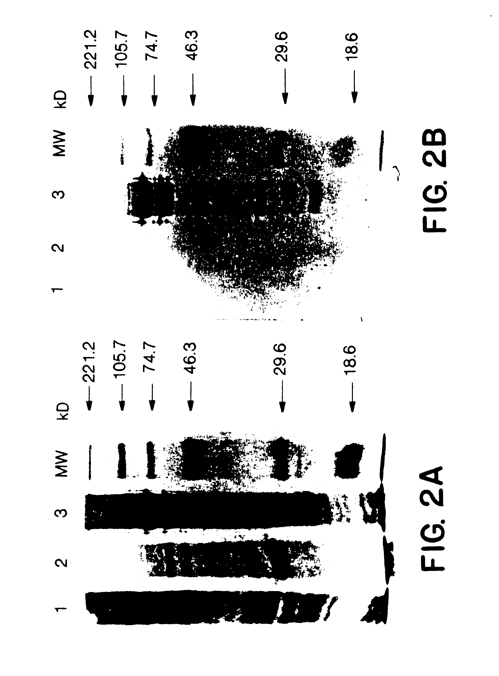 Recombinant proteins of a Pakistani strain of hepatitis E and their use in diagnostic methods and vaccines