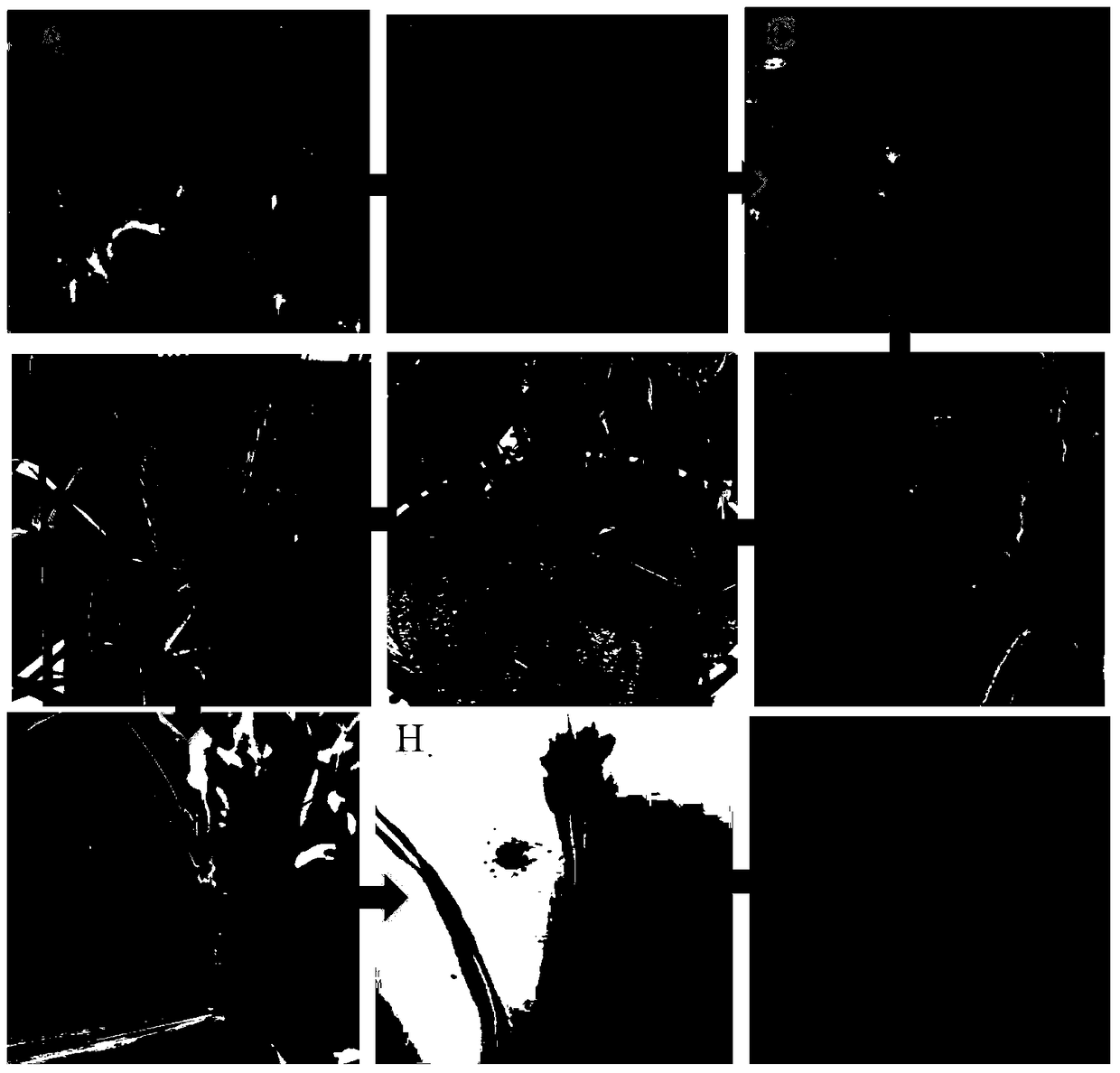 Method of artificially inoculating Tilletia tritici to infect wheat