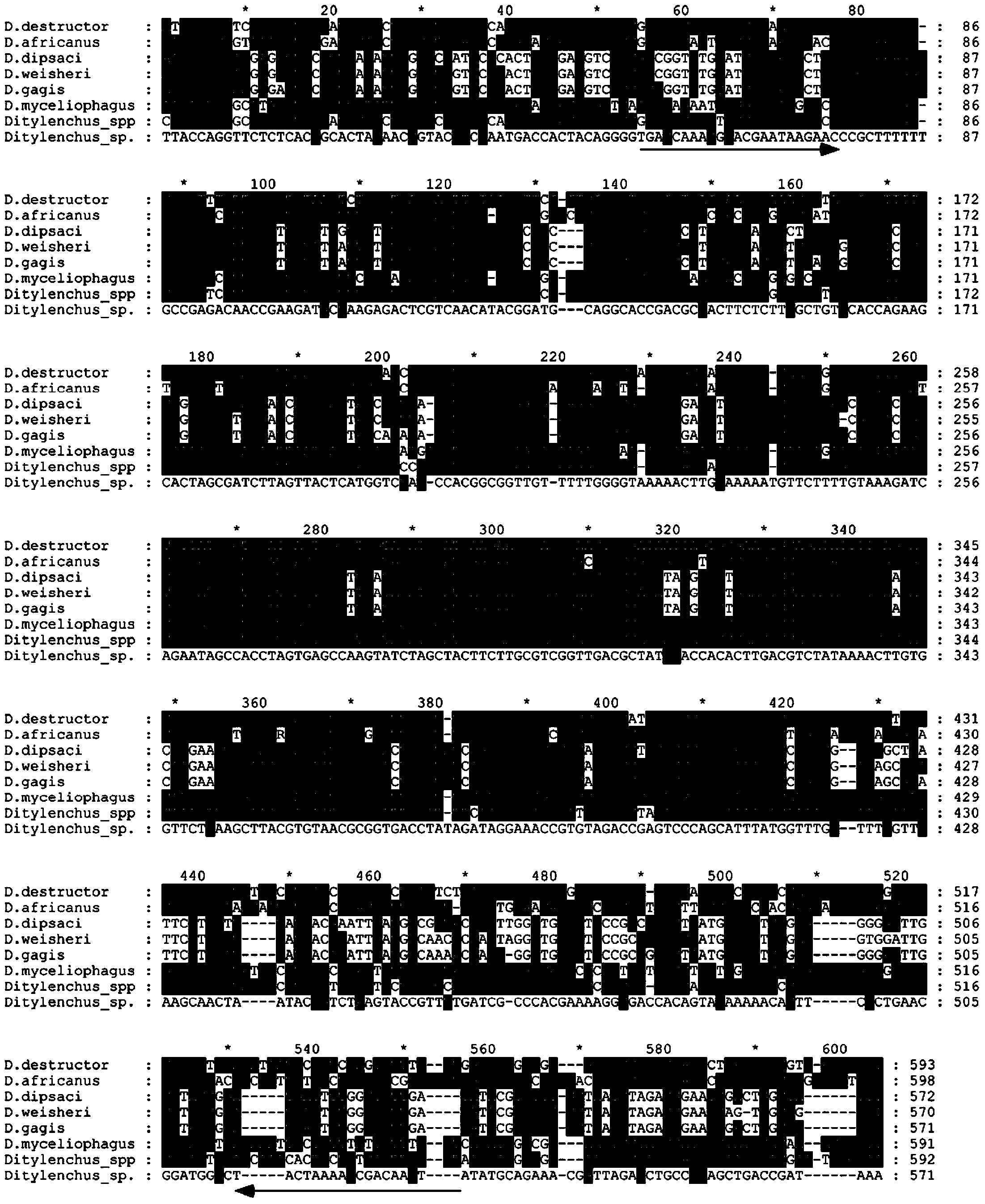 Rapid PCR (Polymerase Chain Reaction) molecular detection method for ditylenchus destructor thorne and application of rapid PCR molecular detection method