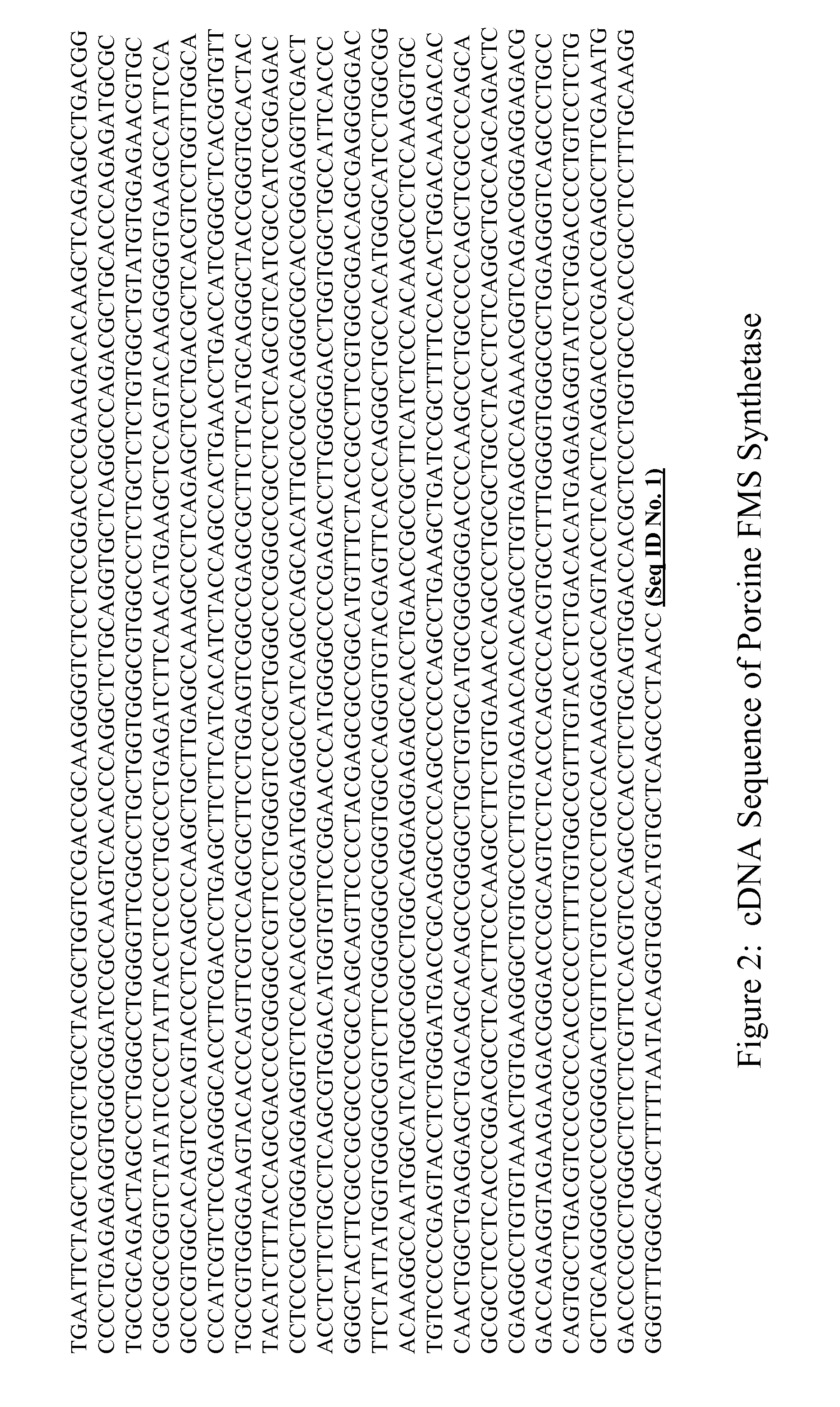 Porcine Forssman synthetase protein, cDNA, genomic organization, and regulatory region