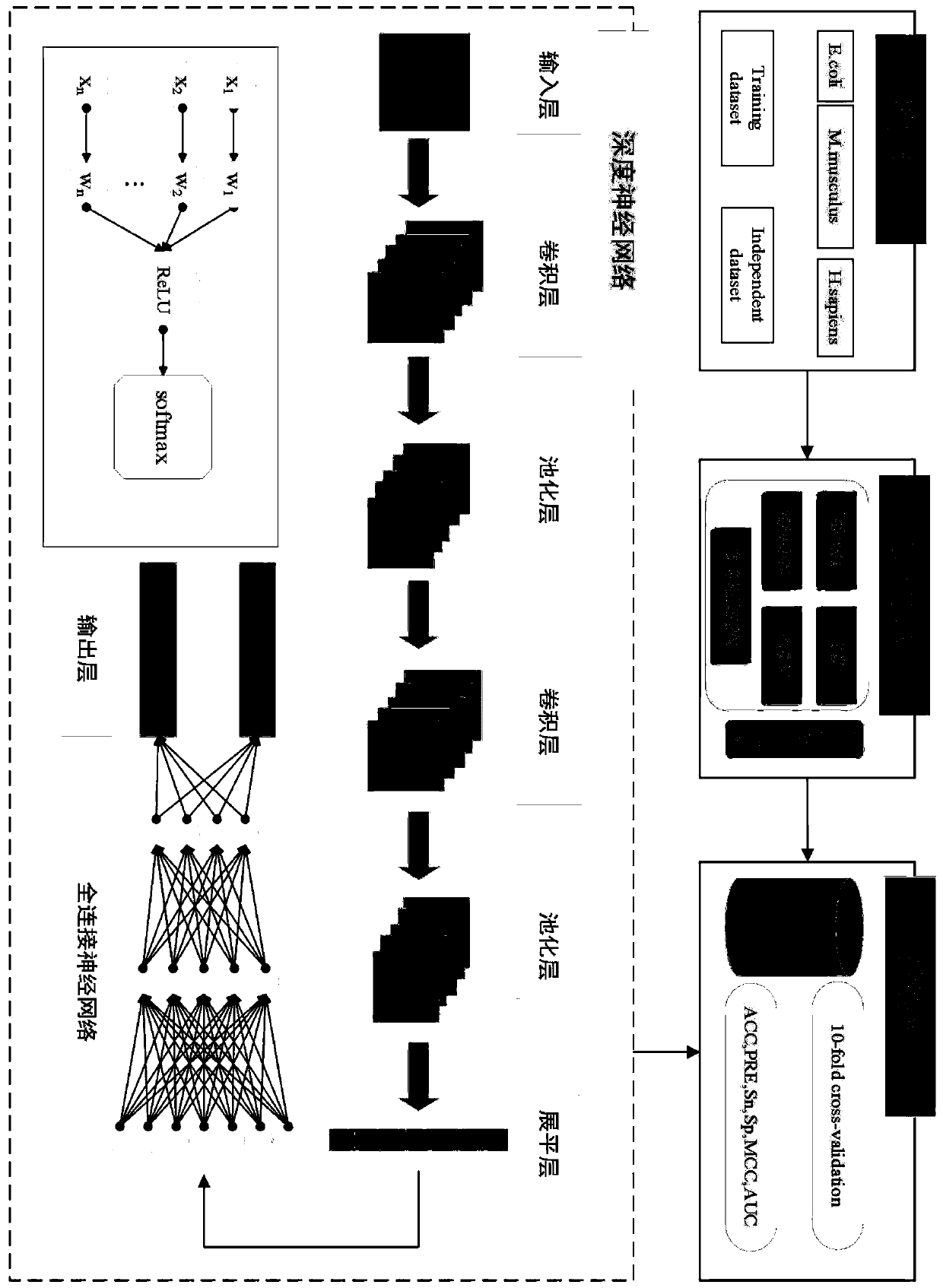 Protein lysine malonylation site prediction method based on deep learning