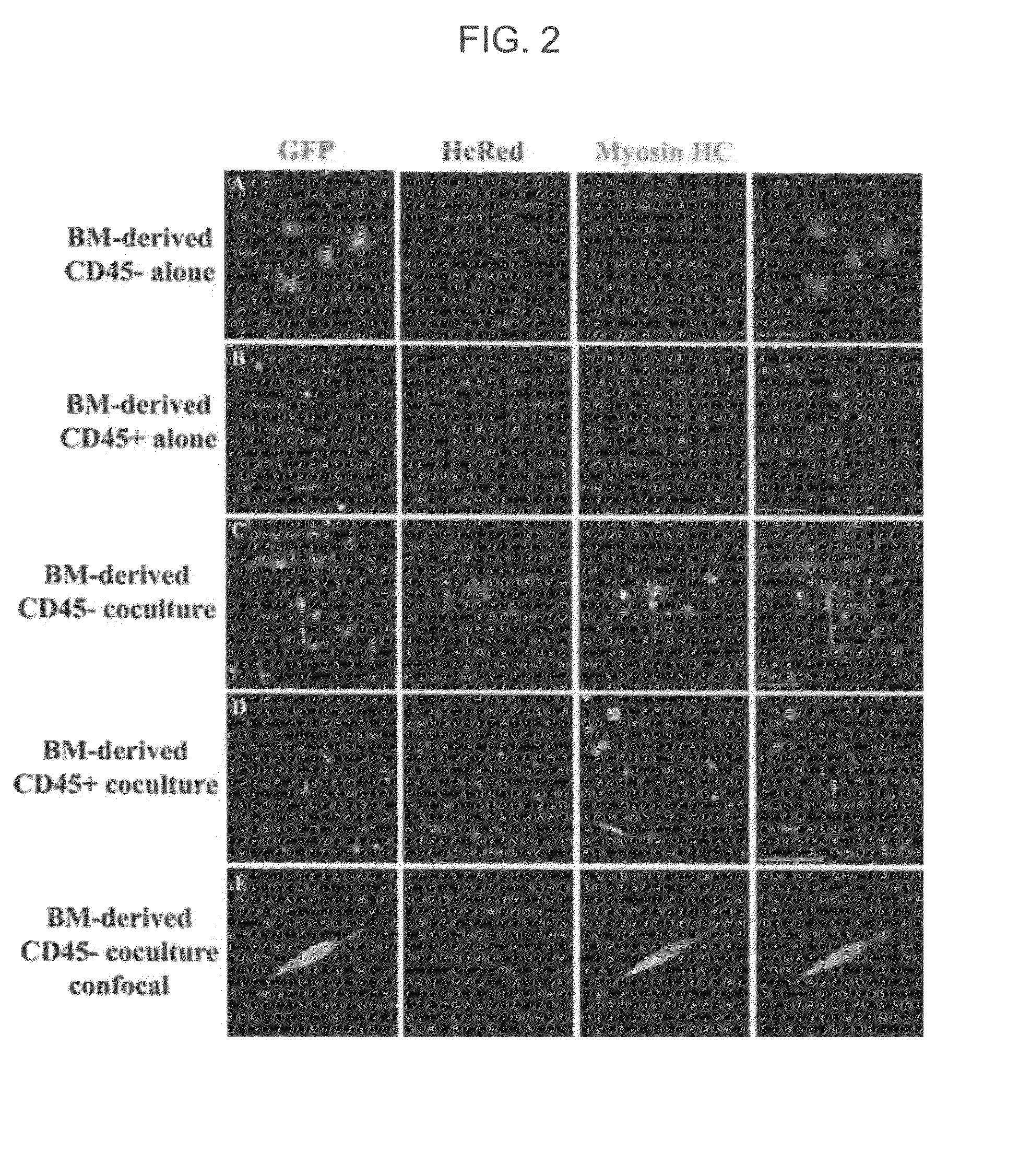 Isolation and characterization of muscle regenerating cells