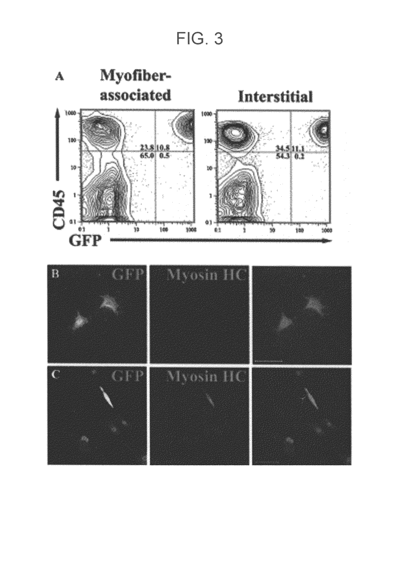 Isolation and characterization of muscle regenerating cells