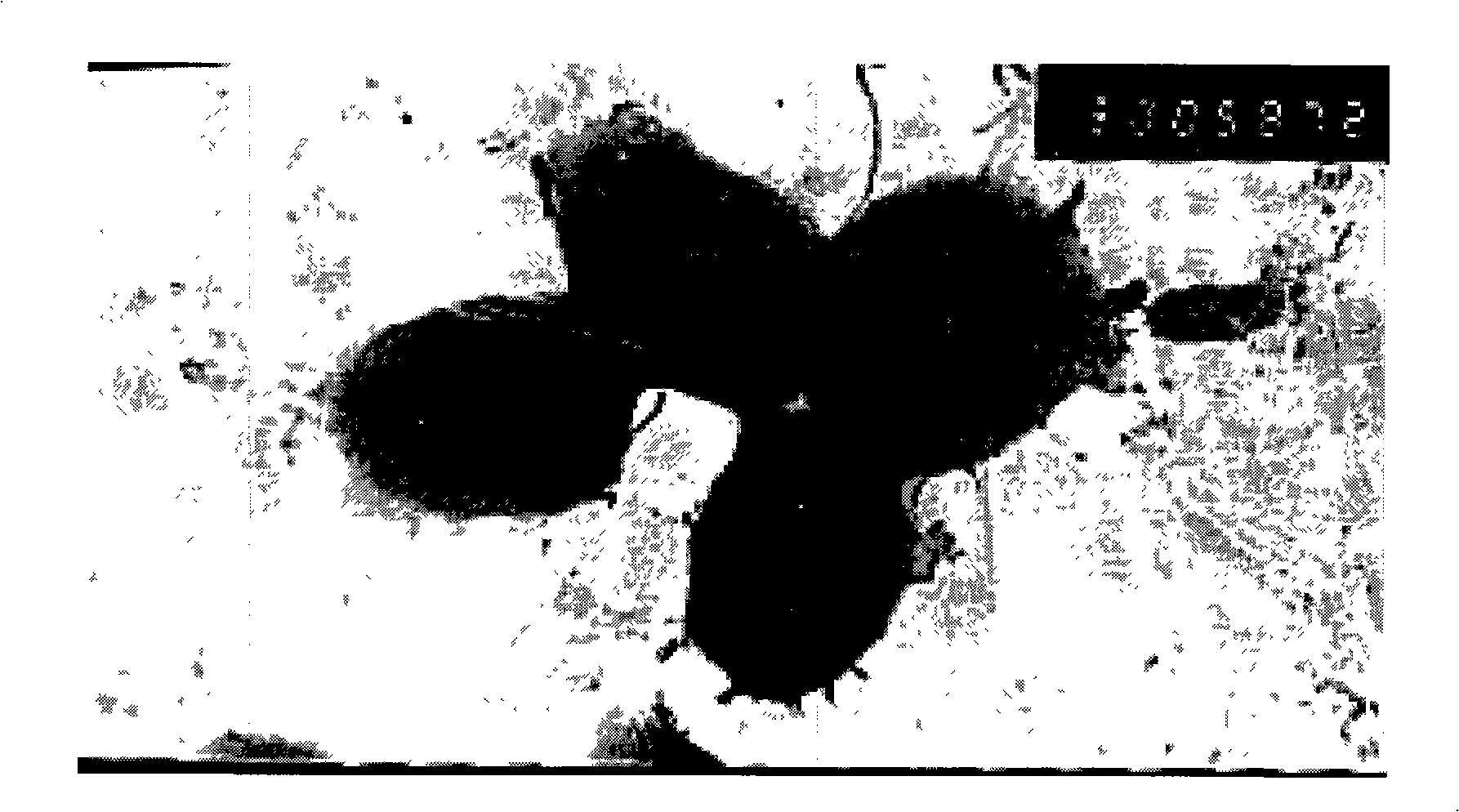 Heterotrophic nitrification aerobic denitrifying bacteria, culturing method thereof and uses