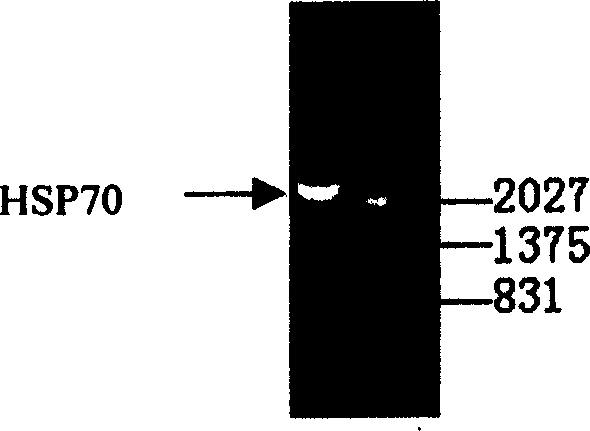 Chinese prawn heat shock protein 70 gene and its clone method