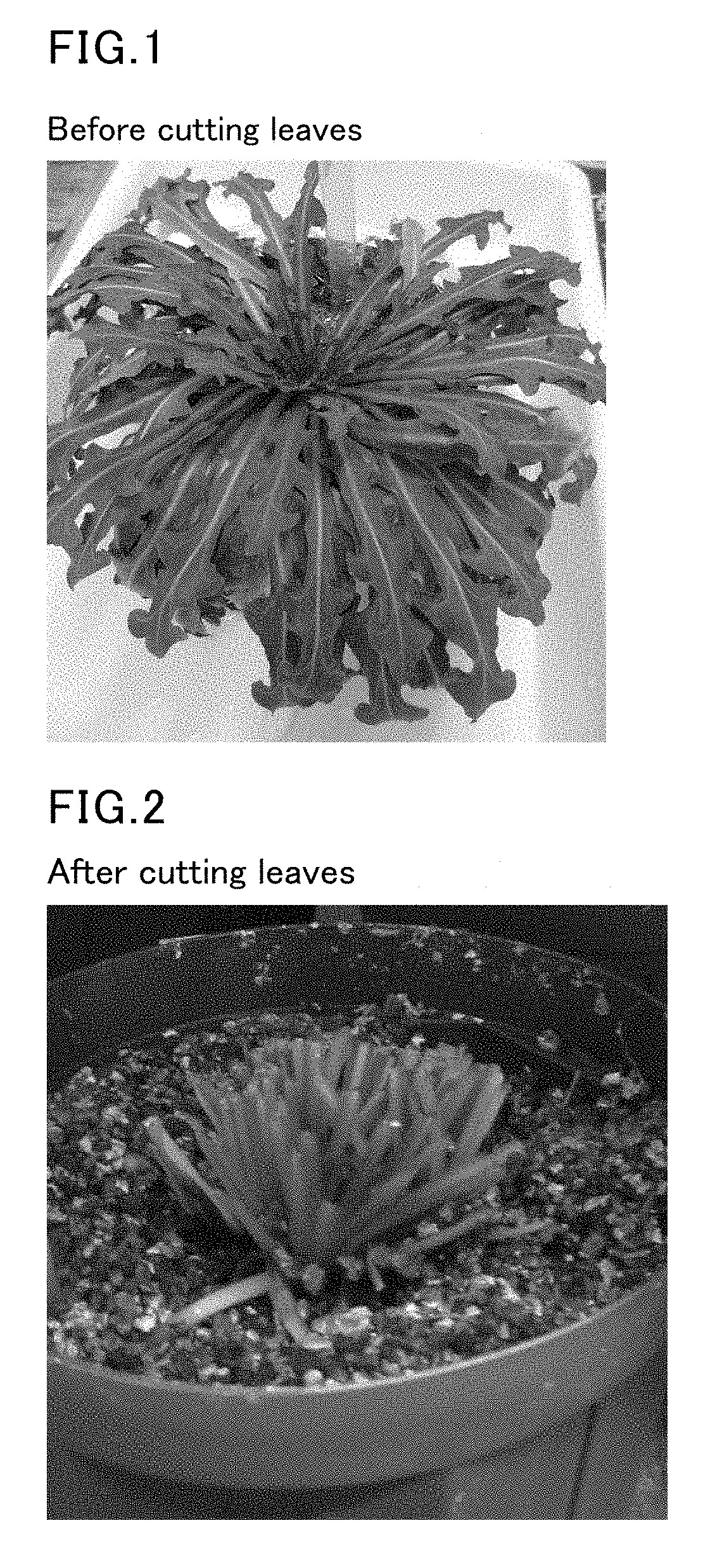 Method for extracting latex, method for cultivating plant of asteraceae family, method for producing pneumatic tire, and method for producing rubber product