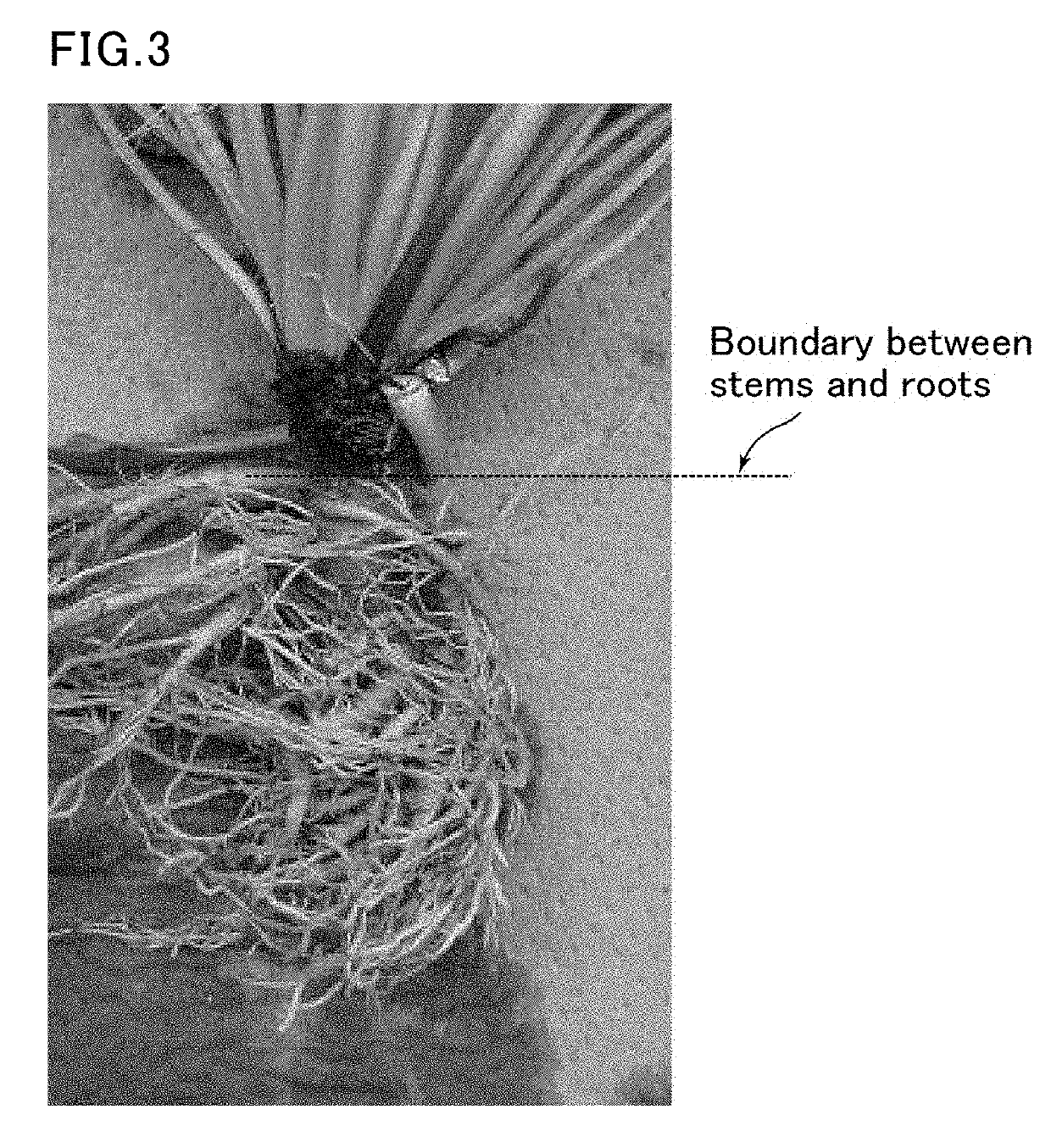 Method for extracting latex, method for cultivating plant of asteraceae family, method for producing pneumatic tire, and method for producing rubber product