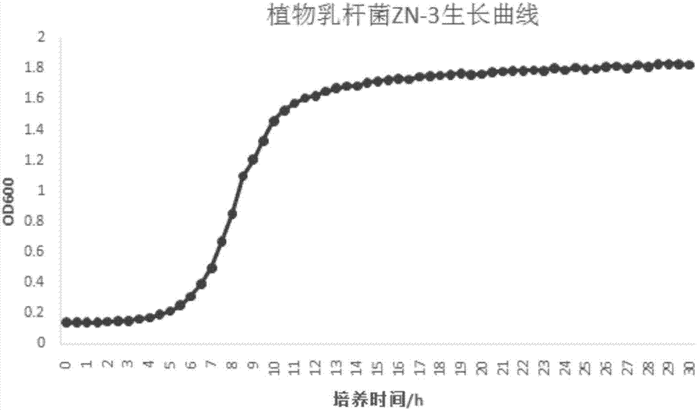 Lactobacillus Plantarum ZN-3 and application thereof