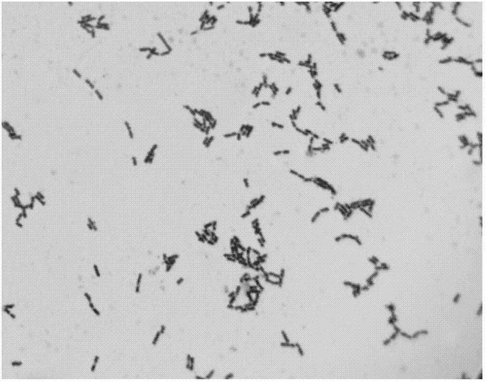 Lactobacillus Plantarum ZN-3 and application thereof