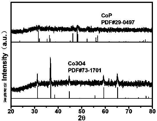 Preparation method and application of cobalt phosphide porous nanowire/stainless steel composite electrocatalyst