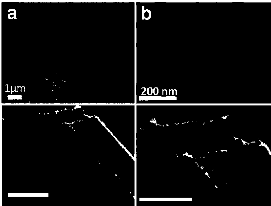 Preparation method and application of cobalt phosphide porous nanowire/stainless steel composite electrocatalyst