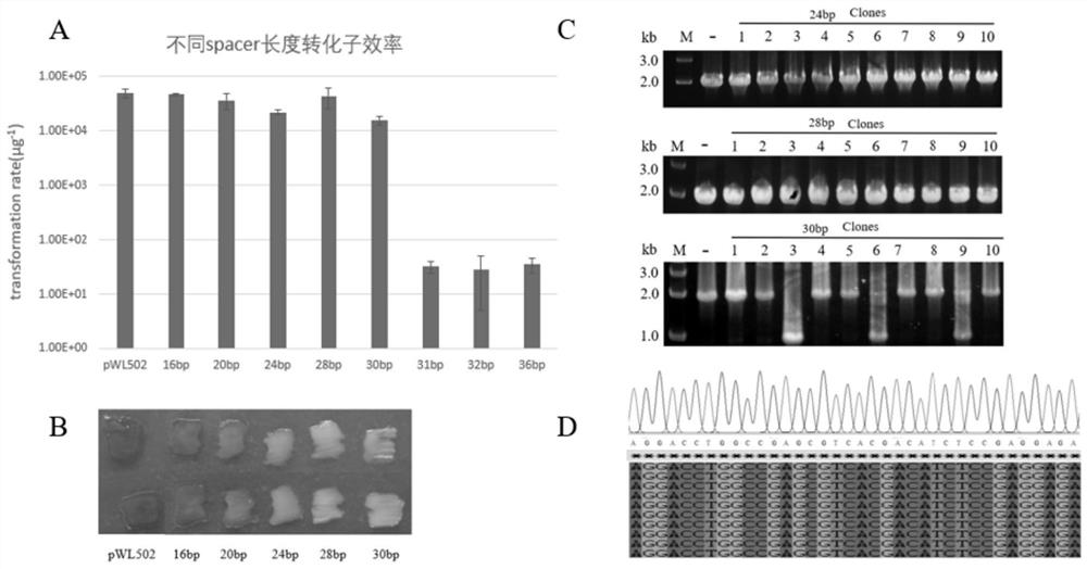 Method for simultaneously realizing gene editing and transcriptional regulation by using I-type CRISPR-Cas system