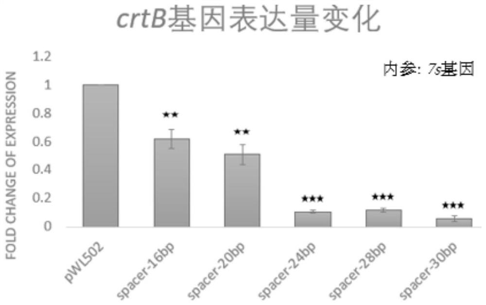 Method for simultaneously realizing gene editing and transcriptional regulation by using I-type CRISPR-Cas system