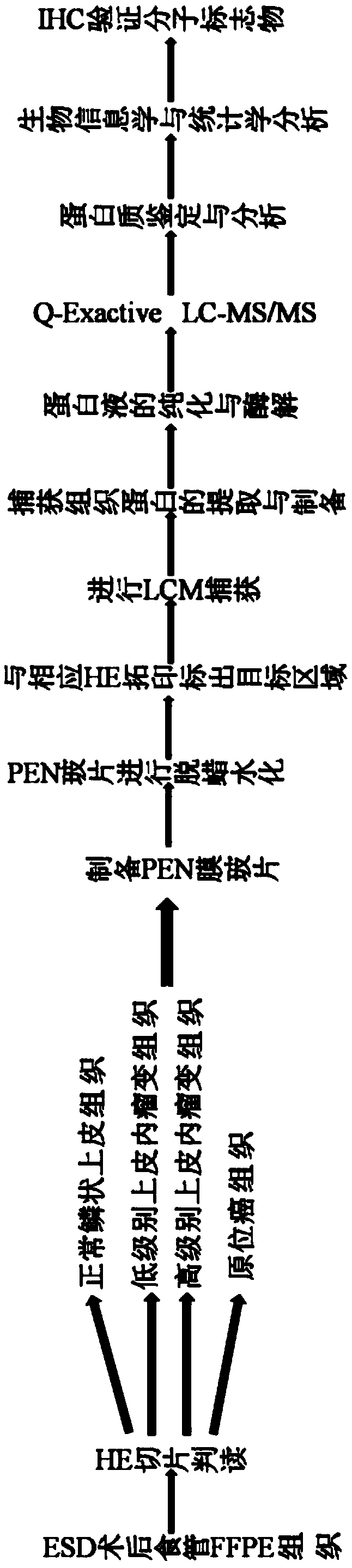 A screening method for marker proteins of lgien and hgien before esophageal squamous cell carcinoma