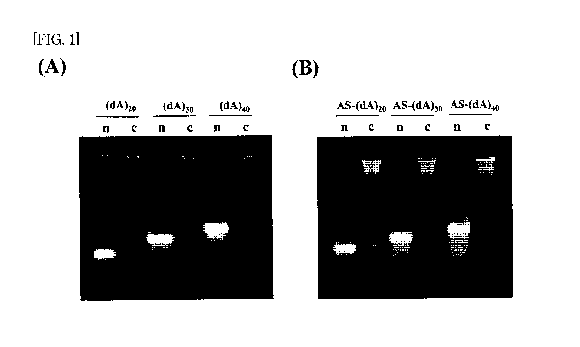 (nucleic acid)-polysaccharide complex