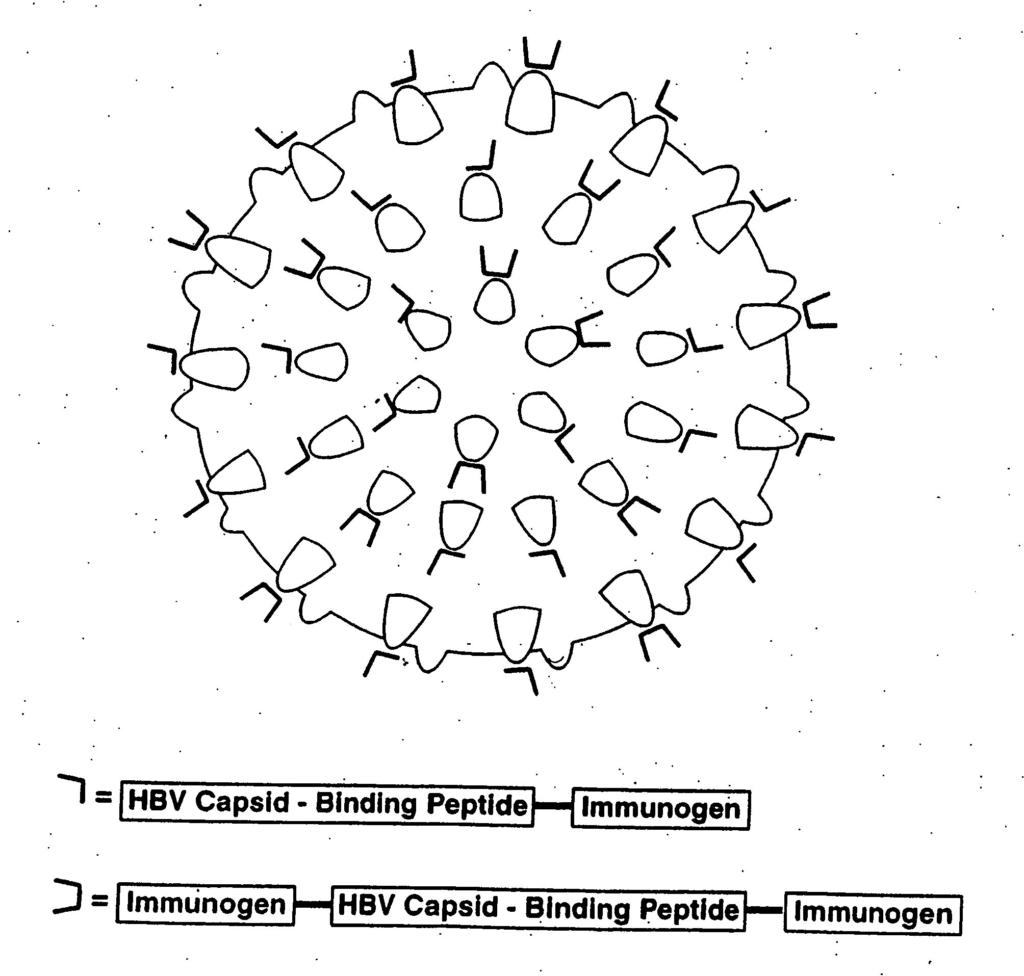 HBV core antigen particles with multiple immunogenic components attached via peptid ligands