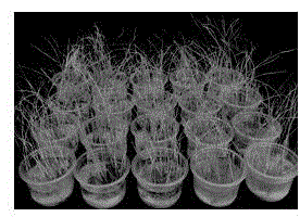 QTL-seq based method for mining cold-tolerant gene of Dongxiang wild rice