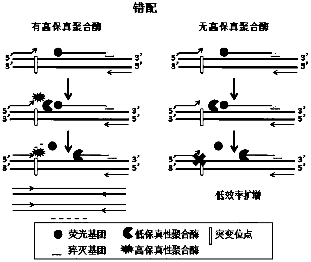 Mismatched fluorescence tolerance real-time quantitative PCR method for detecting multiple pathogens