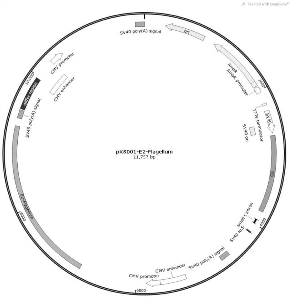 Classical swine fever virus E2 protein recombinant subunit vaccine taking salmonella flagellin as molecular adjuvant and preparation method of classical swine fever virus E2 protein recombinant subunit vaccine