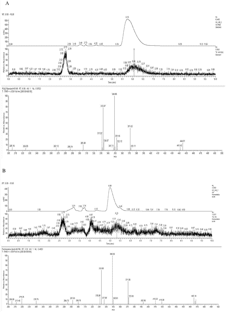 Pyrroloquinoline-quinone-producing Hyphomicrobium strain and application thereof