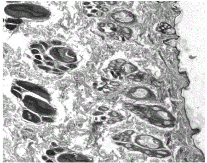 Myogenic rubine collagen sponge drug as well as preparation method and application thereof