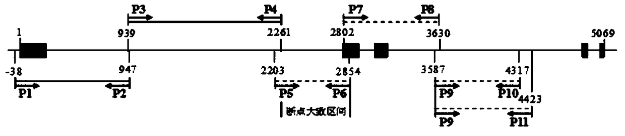 Specific co-dominance molecular marker for large-fragment deletion mutation of eIF4E-1 site of tobacco and application of molecular marker