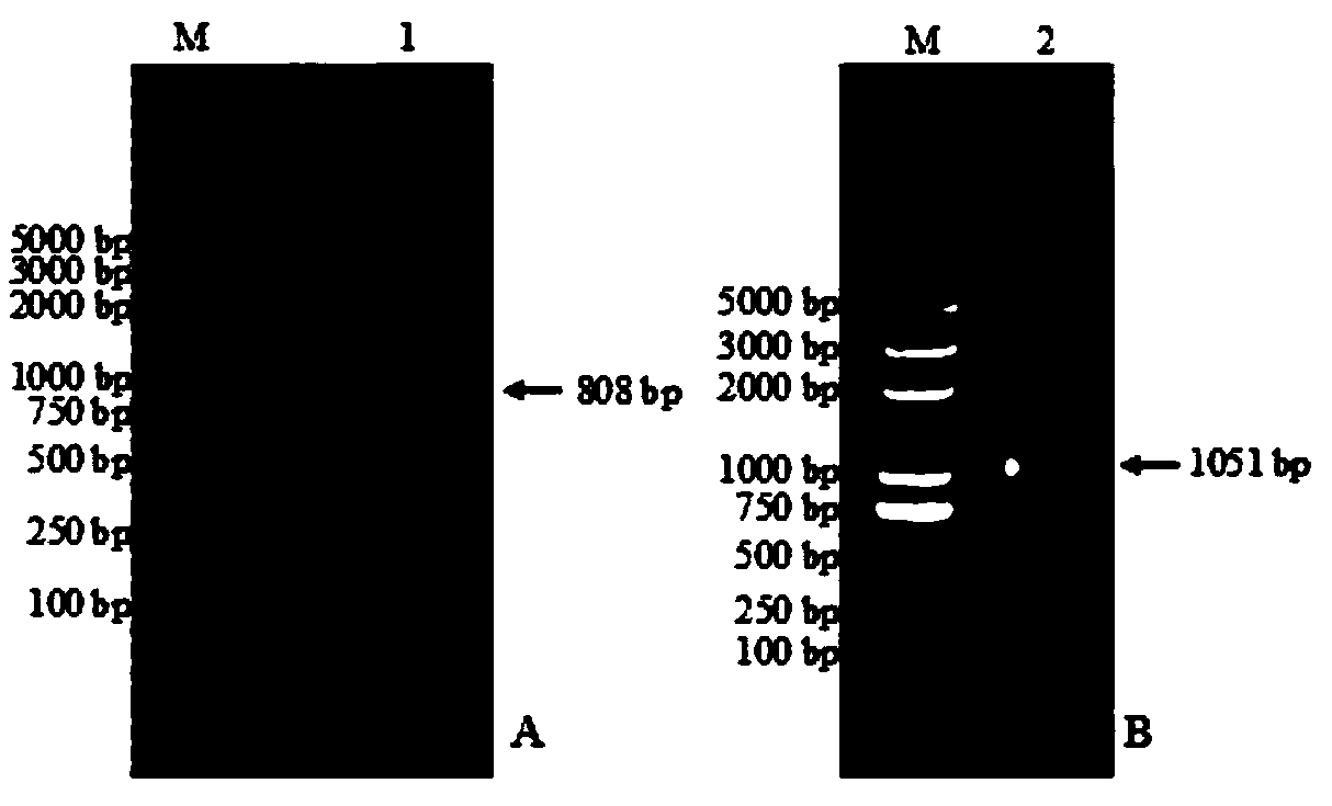 Specific co-dominance molecular marker for large-fragment deletion mutation of eIF4E-1 site of tobacco and application of molecular marker