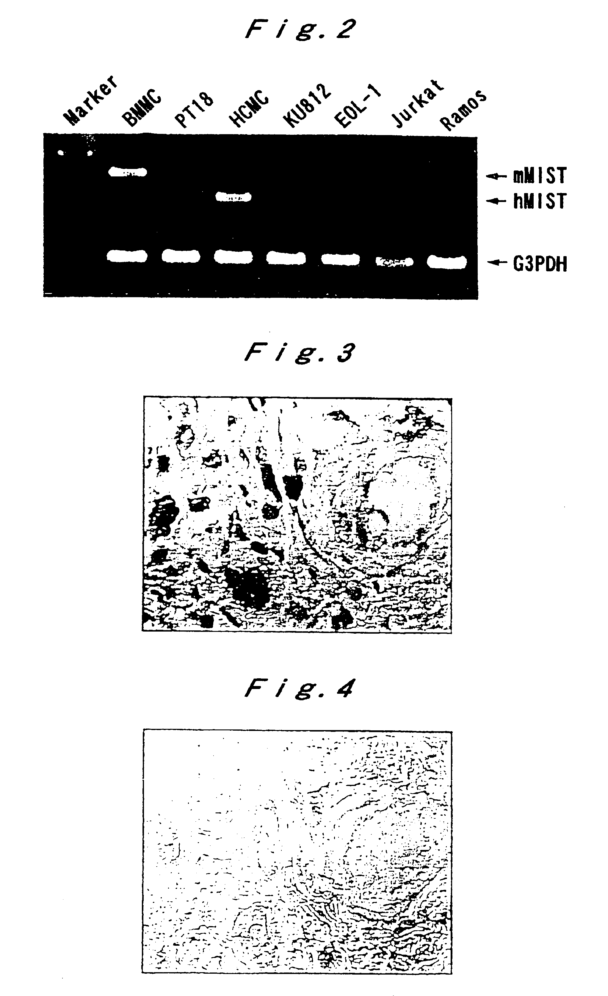 Mast cell-specific signal transducing molecules and cDNAs thereof