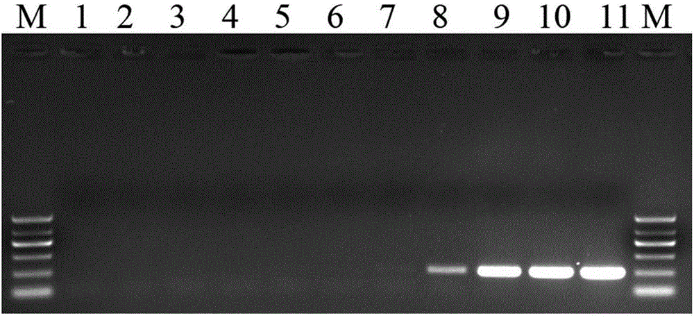 LAMP primer group, kit and detection method for rapid test of bacterial polymyxin drug resistance gene mcr-1