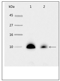 Plant light system I polyclonal antibody and preparation method thereof