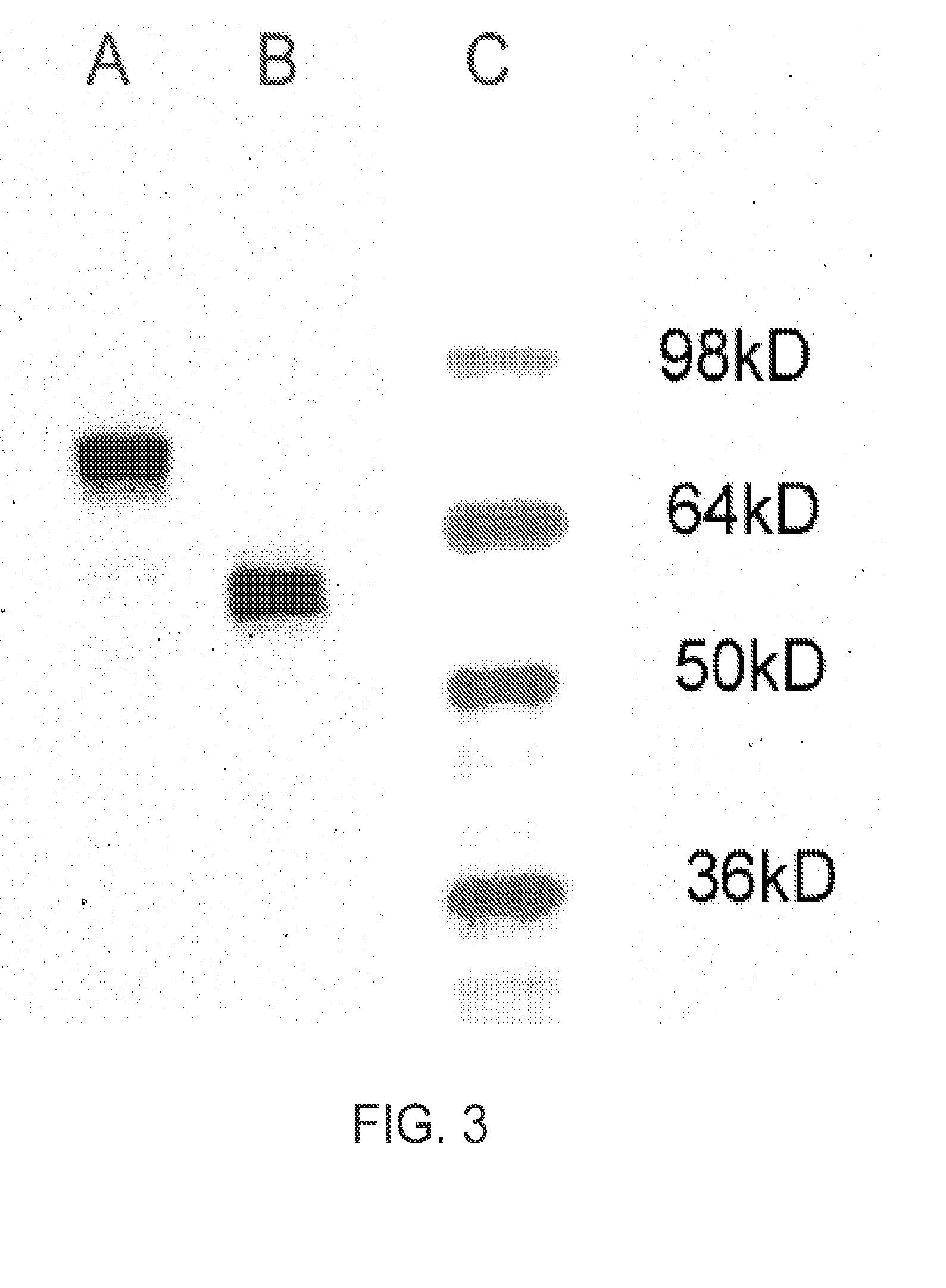 CR-2 Binding Peptide P28 as Molecular Adjuvant for DNA Vaccines