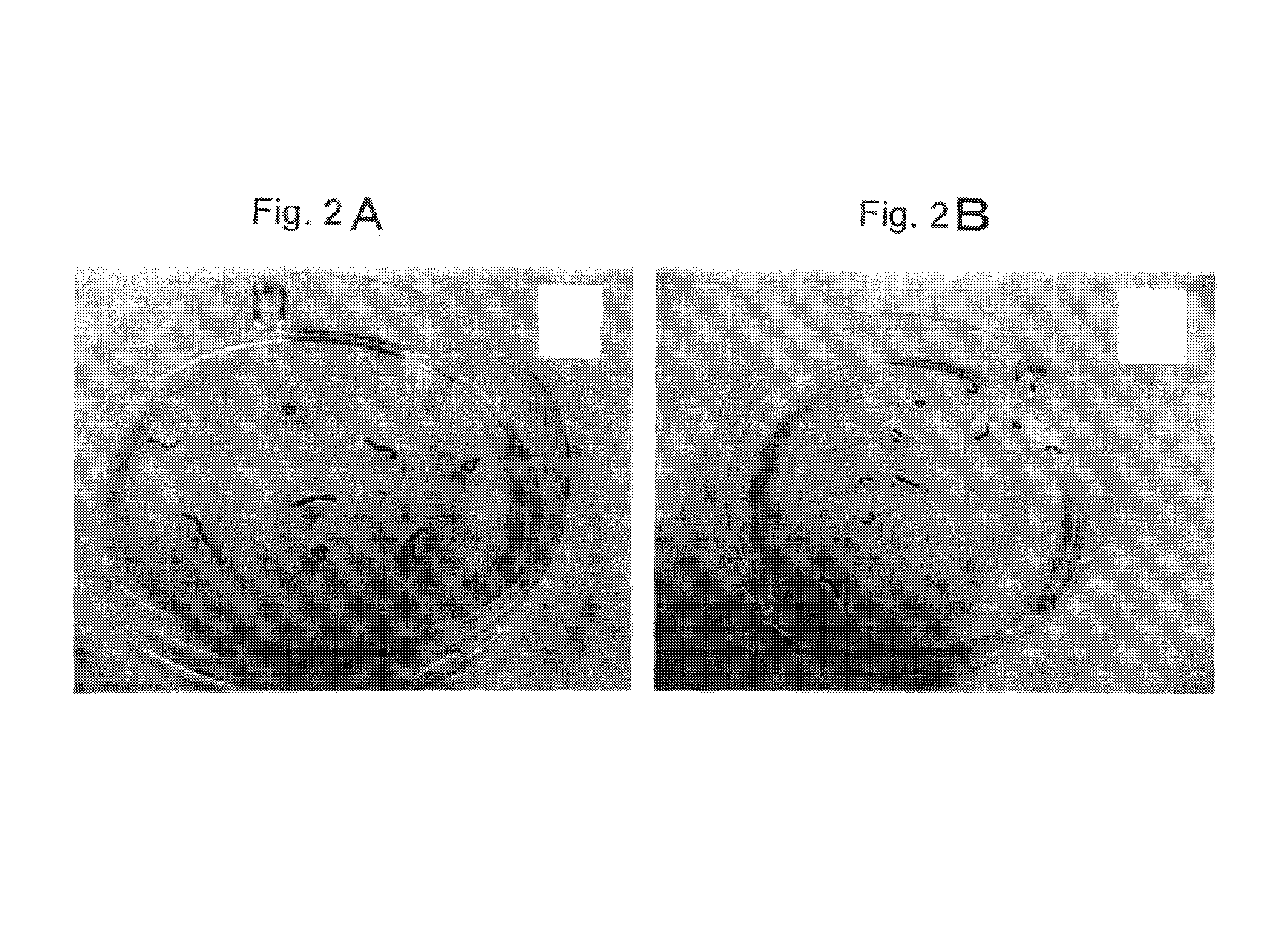 Dehydration procedures for induction of cryptobiosis in insect larvae