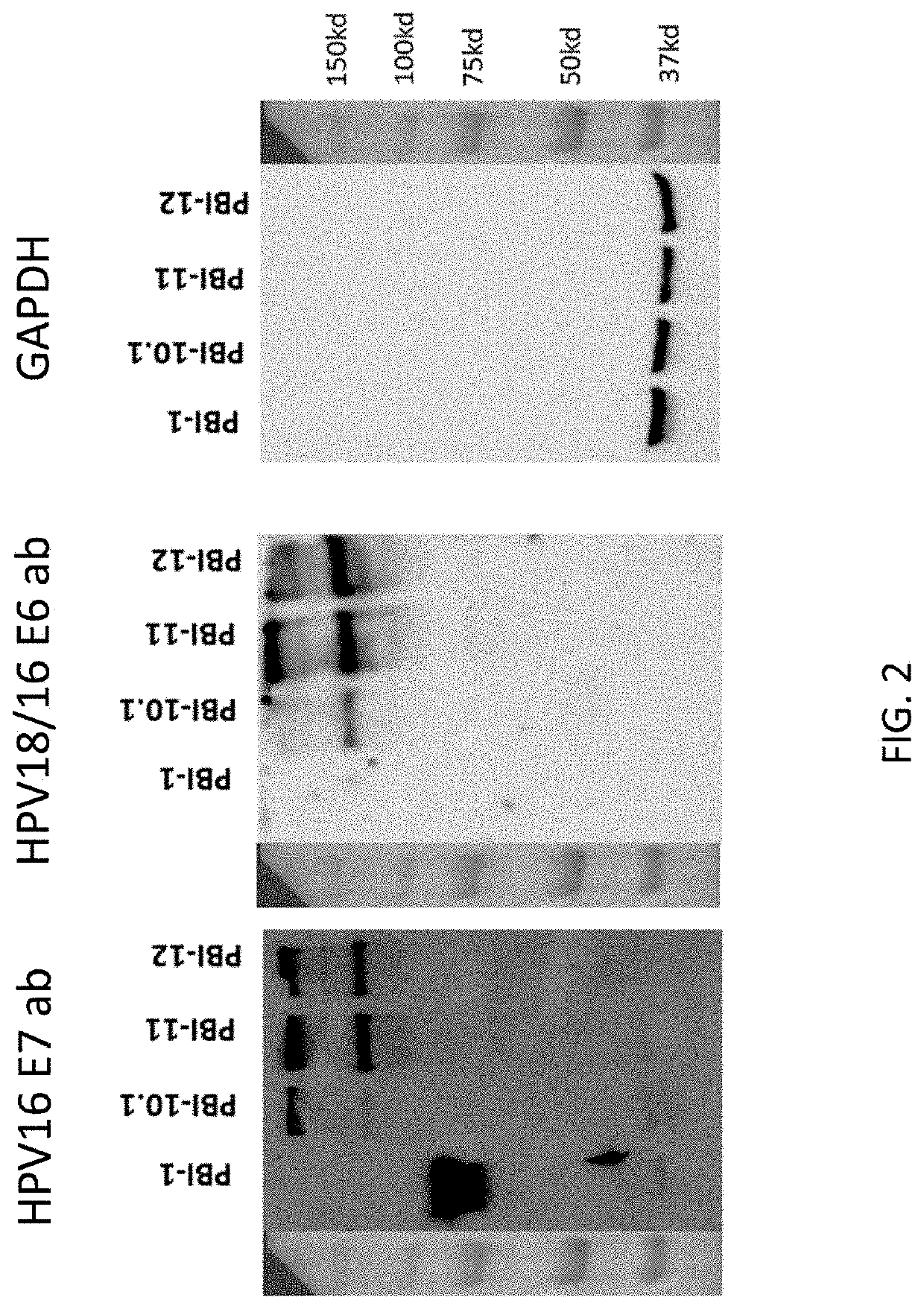 DNA vaccine for human papillomavirus and method for using the same