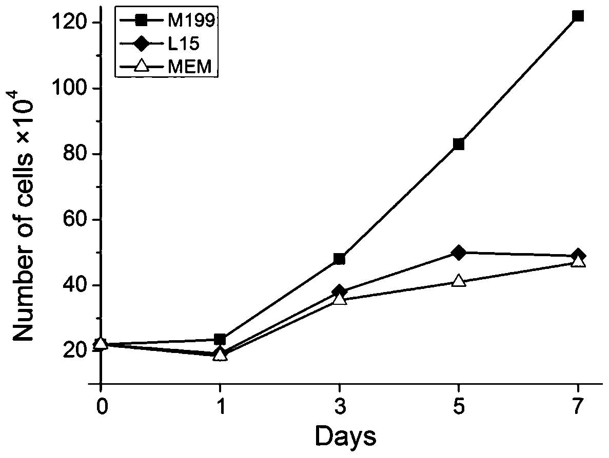 A kind of saddle grouper kidney tissue cell line and its construction method