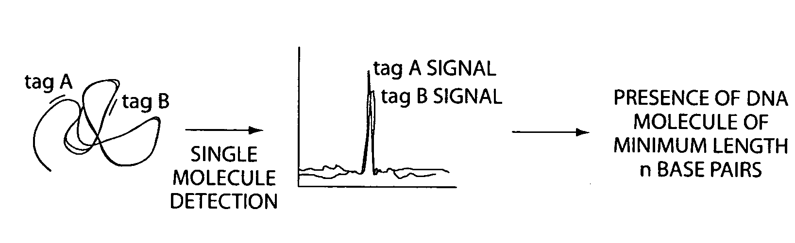 Methods for detection and quantitation of minimum length polymers