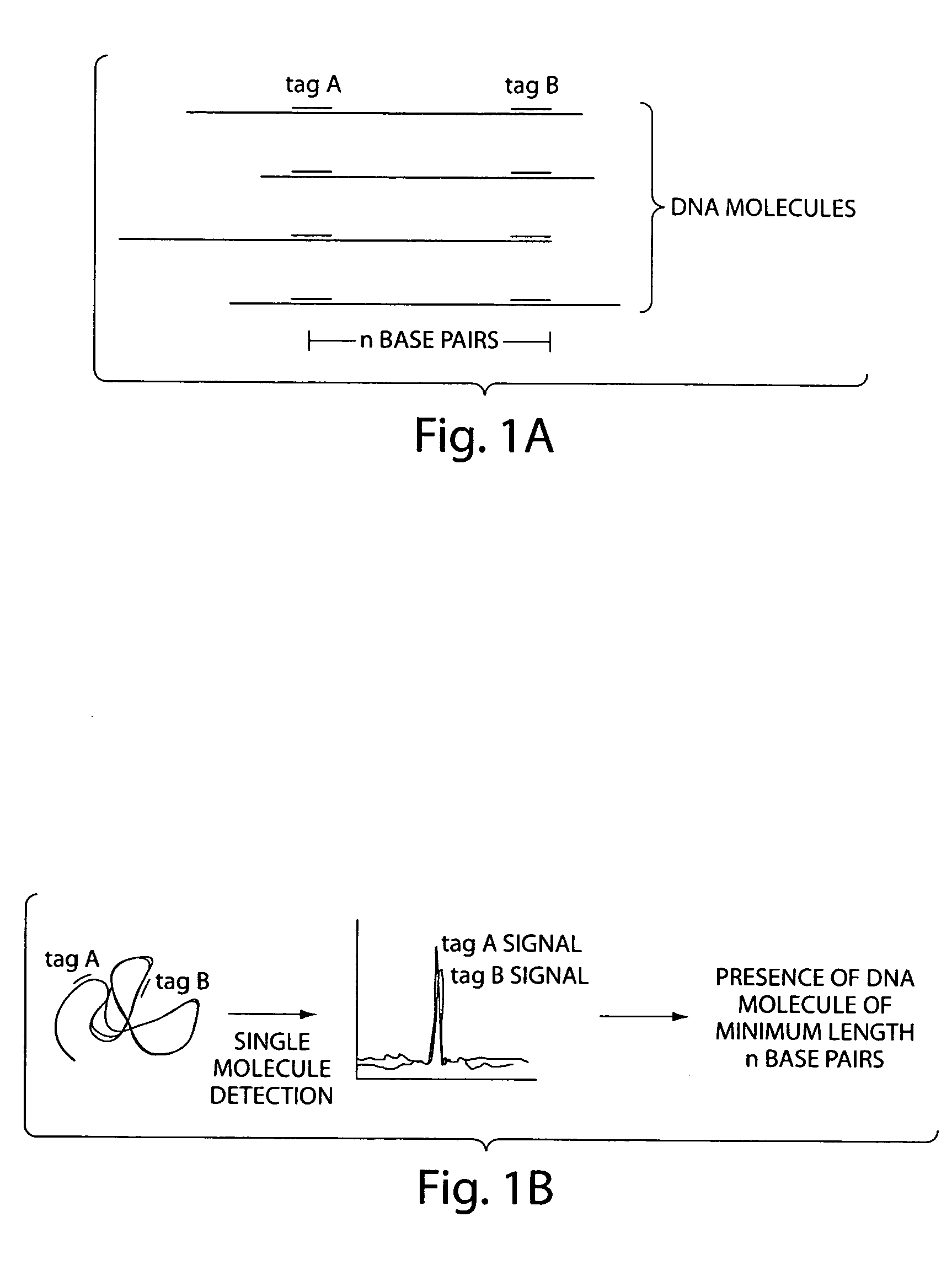 Methods for detection and quantitation of minimum length polymers